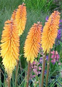 Kniphofia 'Shining Scepter'